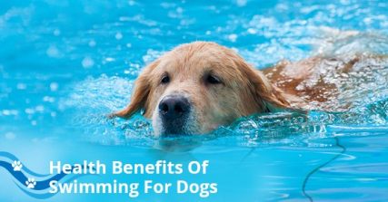 5 HEALTH BENEFITS OF SWIMMING FOR YOUR DOG