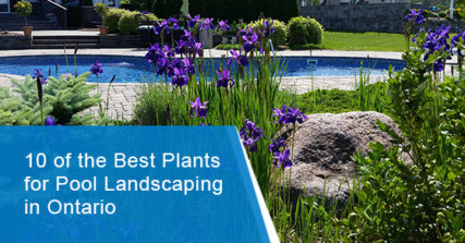 Best plants for pool landscaping in Ontario